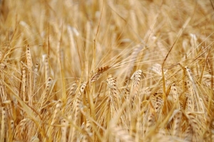 Khapli wheat Khapli wheat